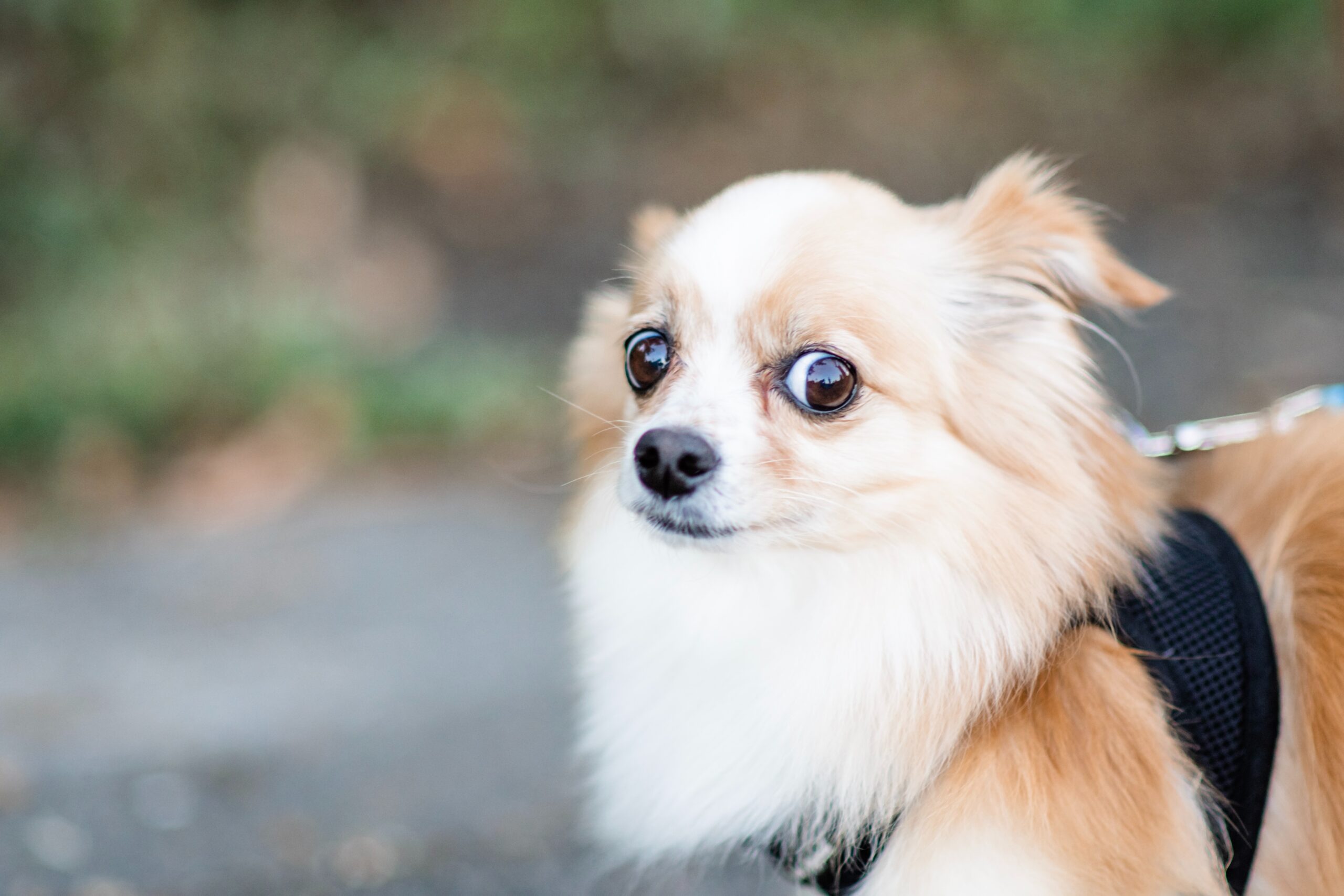 Pomeranian dog looking scared toward camera