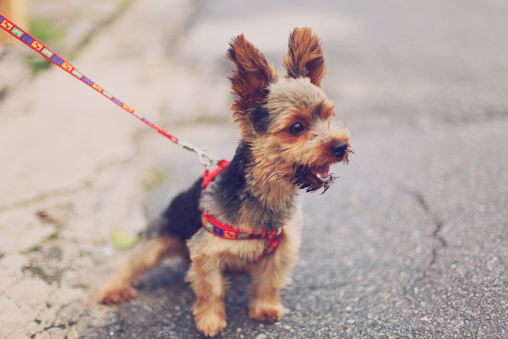 Yorkshire terrier in a red harness at the end of his leash fixated on something outside of the frame