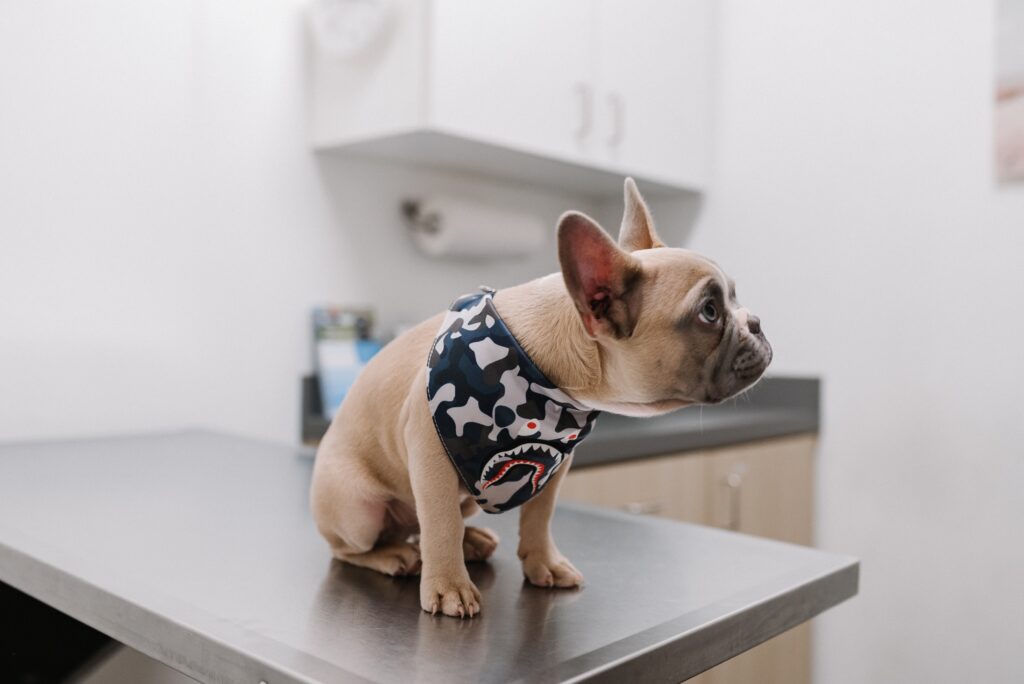 French bulldog sits on exam table in veterinary office