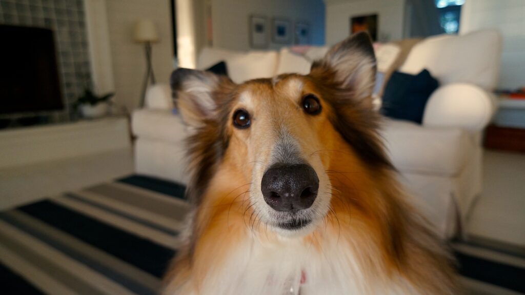 Rough collie looking at camera sitting in living room
