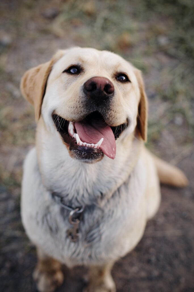 yellow lab looks directly ahead with lolling tongue and relaxed face