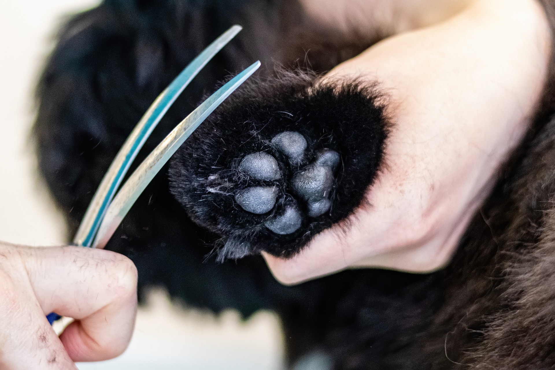 Black dog having paws trimmed by groomer