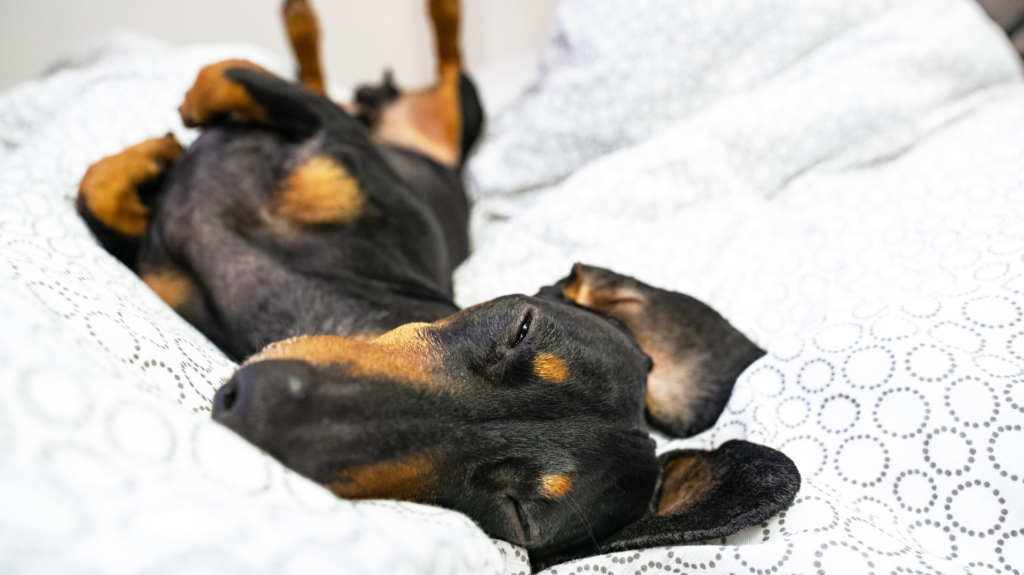 a dachshund is rolled over on his back sleeping peacefully 