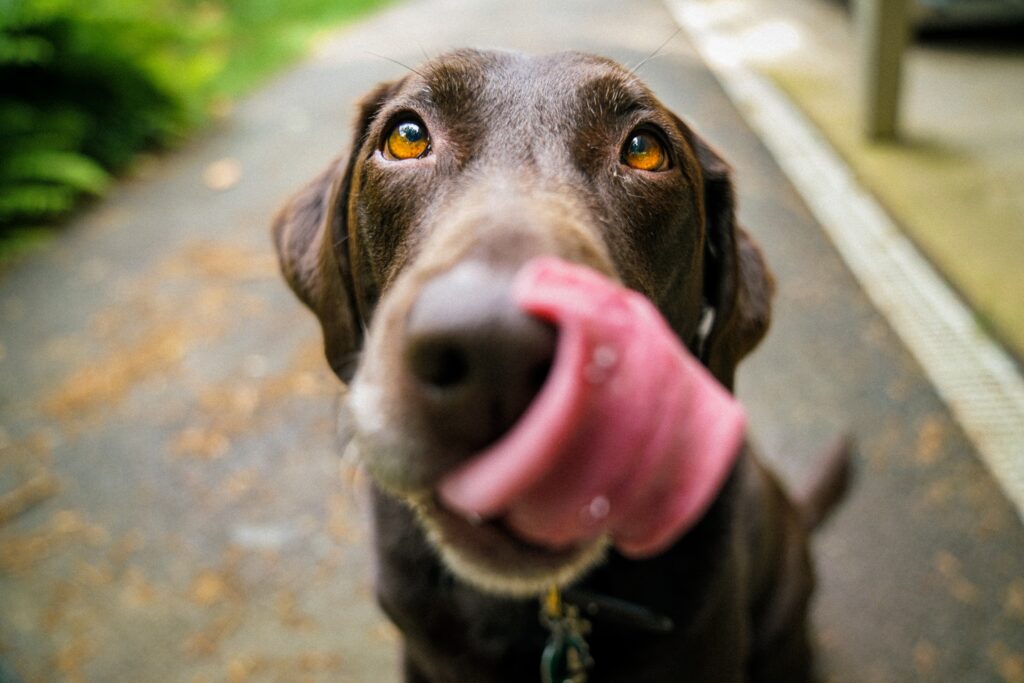 chocolate lab retriever dog looks into camera and licks his lips