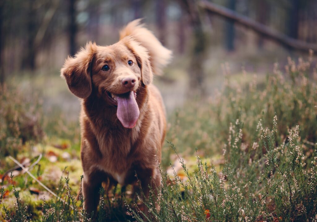 Nova scotia duck tolling retriever in woods looking happy and panting