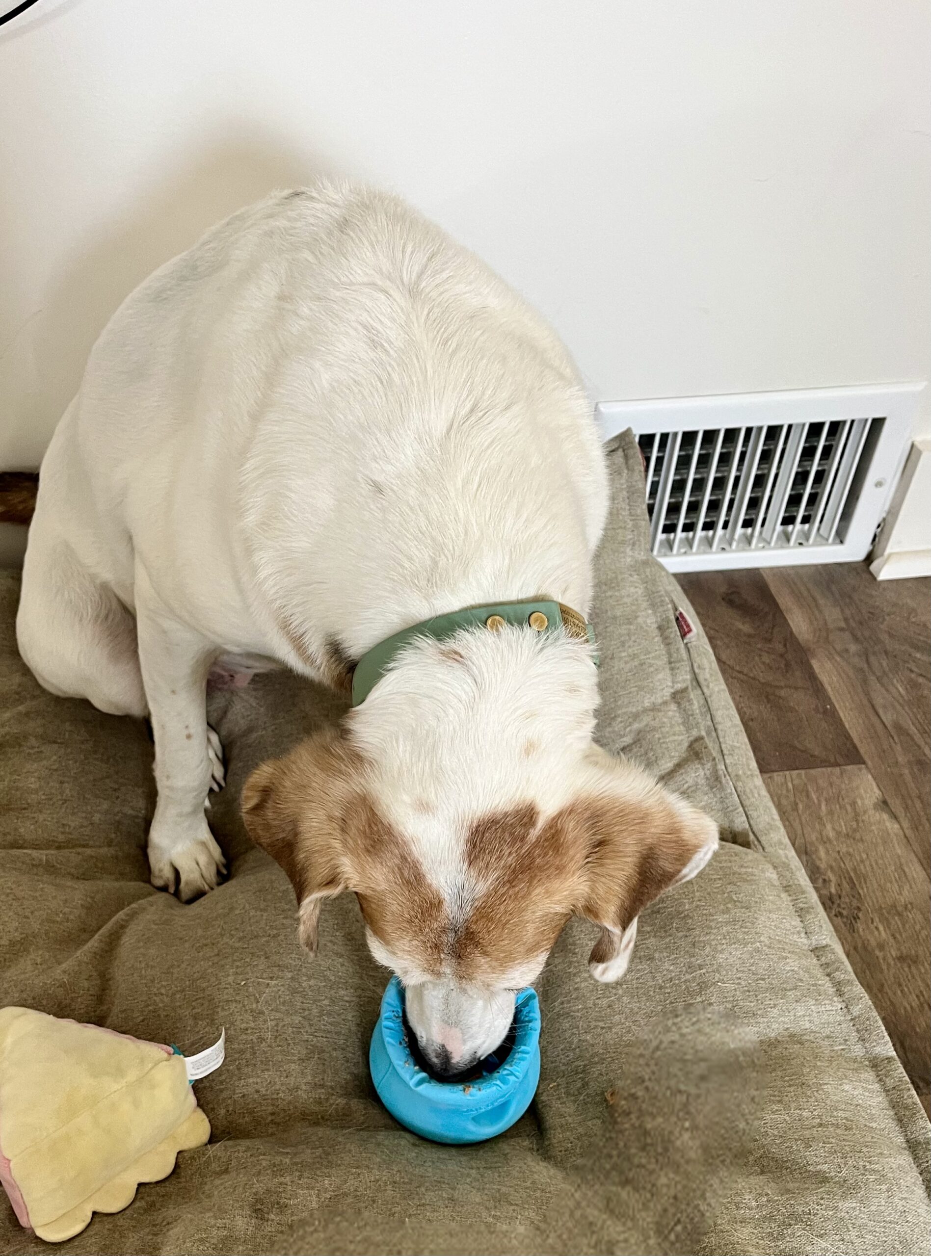 hound dog eating out of a blue toppl on a tan bed