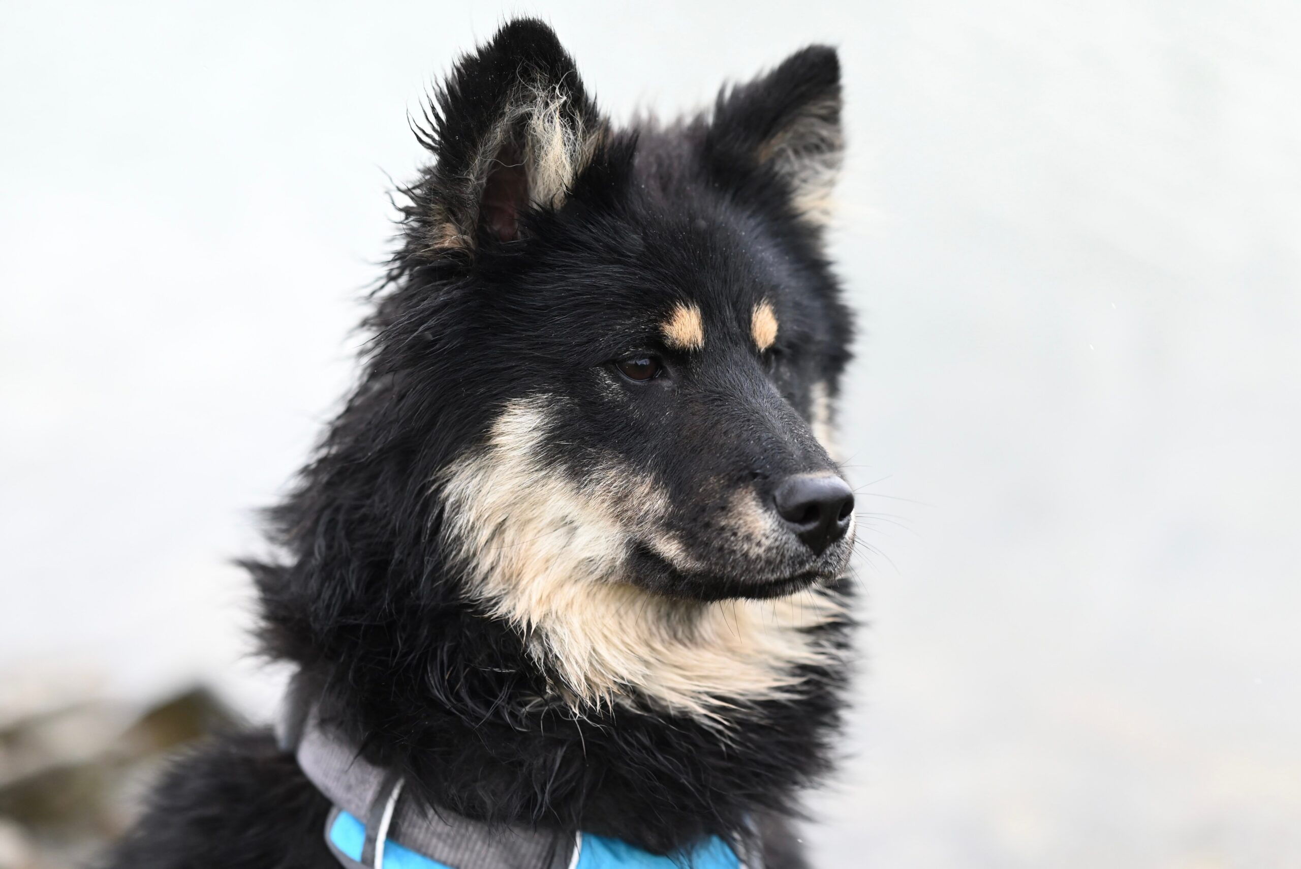 mix breed dog looking intently at something in the distance. Wearing a blue harness